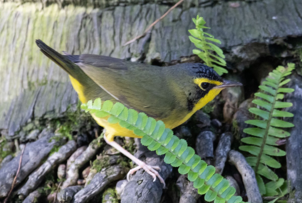 סבכון קנטקי - ML646033883