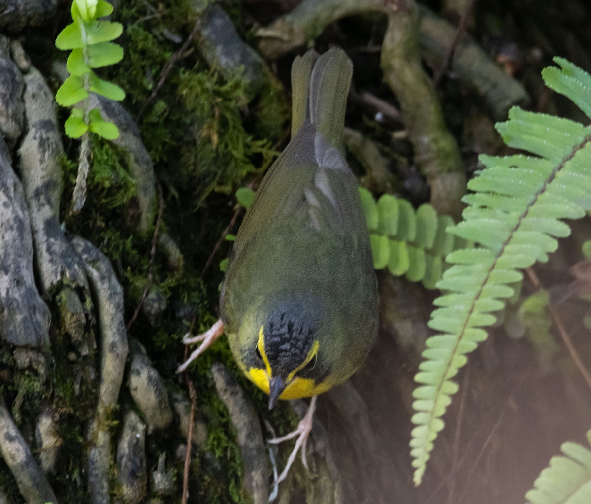סבכון קנטקי - ML646033884