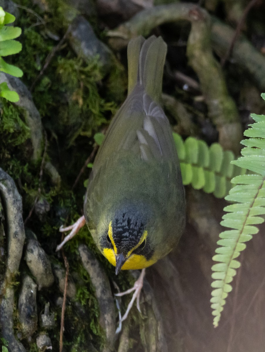 סבכון קנטקי - ML646033885