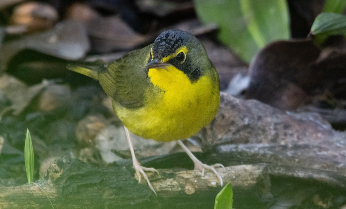 סבכון קנטקי - ML646033886