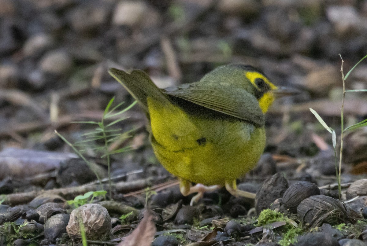 סבכון קנטקי - ML646033887