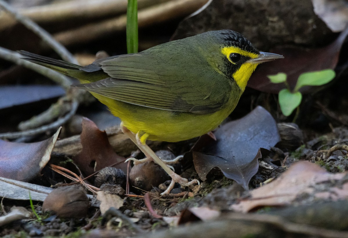 סבכון קנטקי - ML646033888