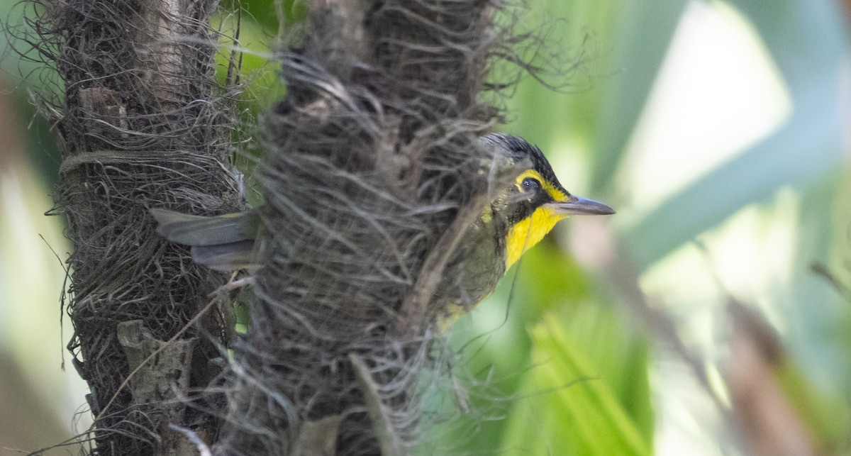 סבכון קנטקי - ML646033889