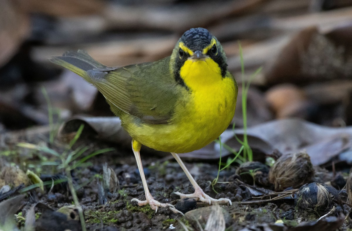 סבכון קנטקי - ML646033890