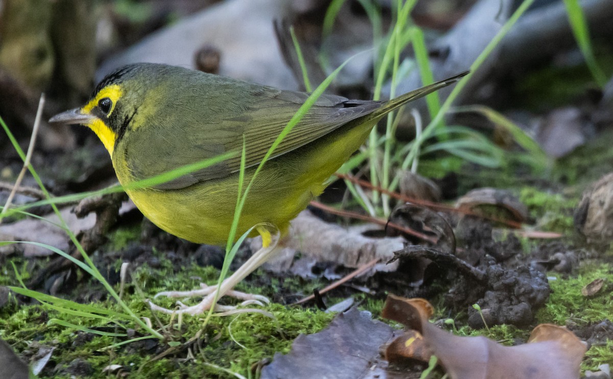 סבכון קנטקי - ML646033891