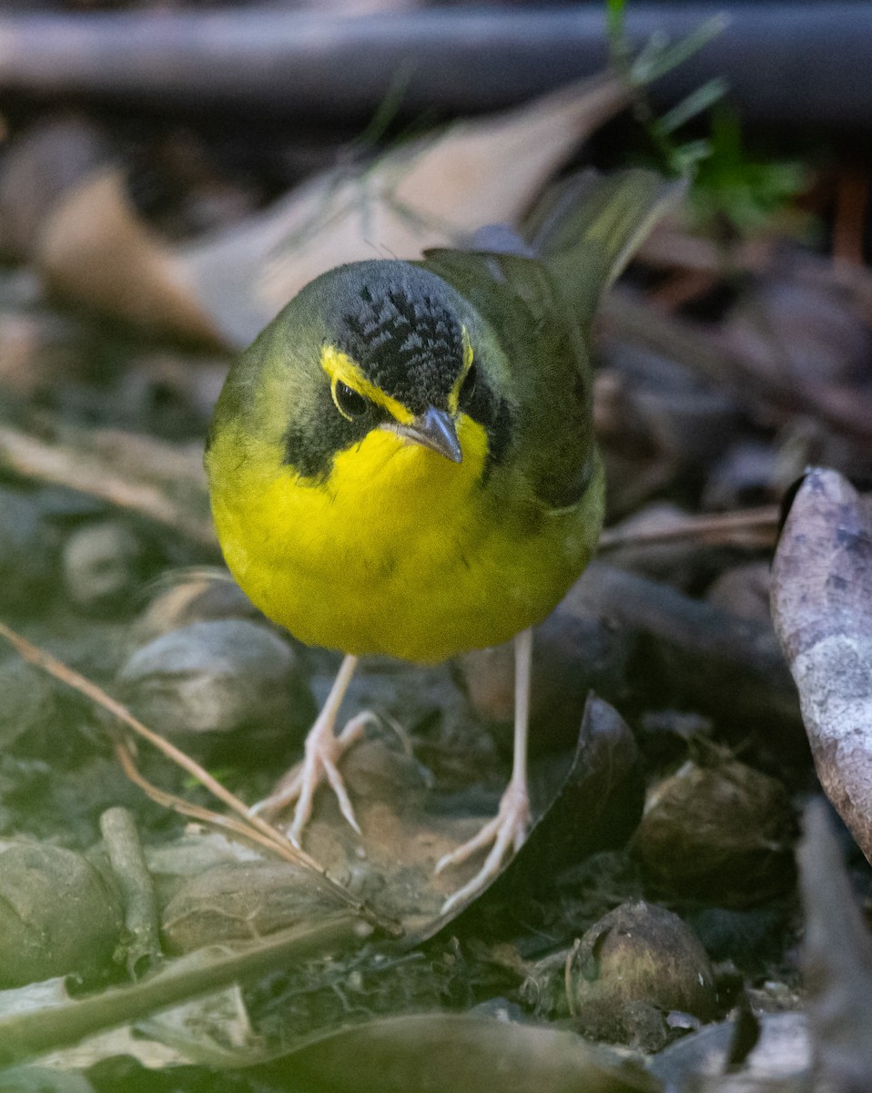 סבכון קנטקי - ML646033892