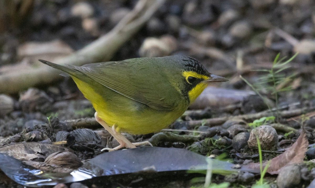 סבכון קנטקי - ML646033893