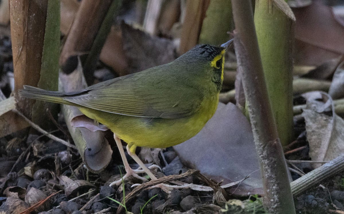 סבכון קנטקי - ML646033894