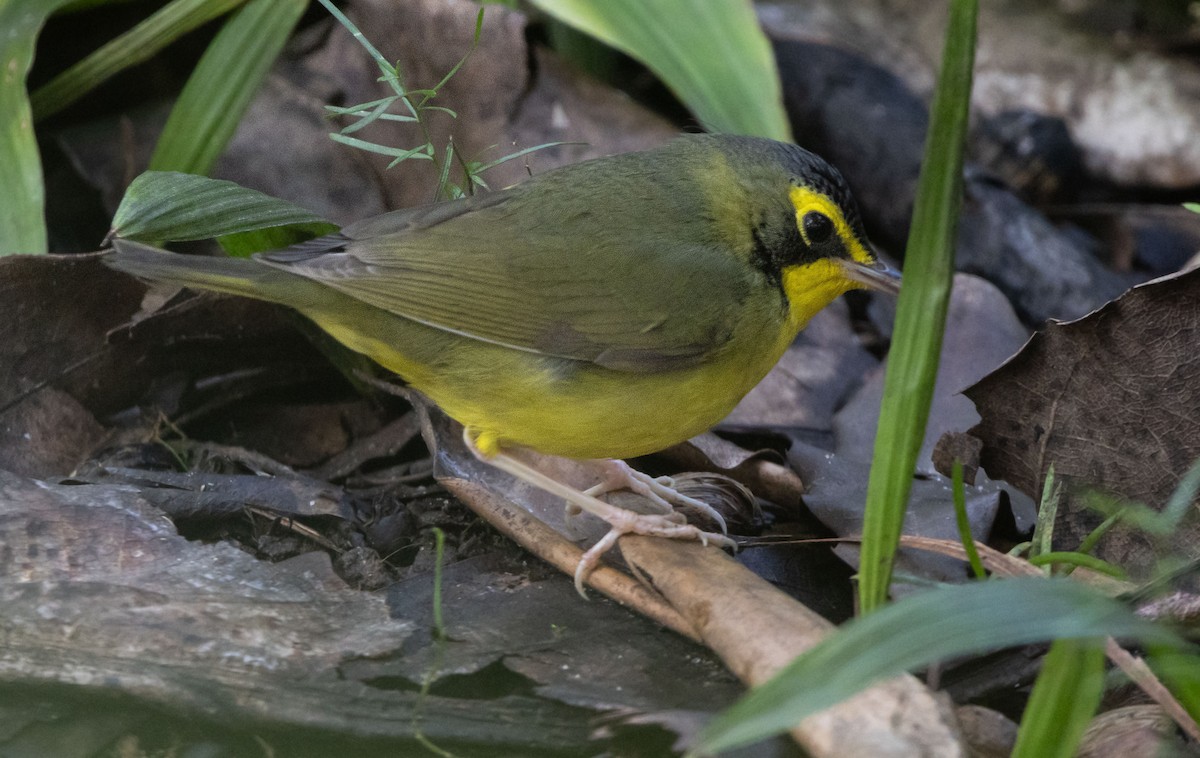 סבכון קנטקי - ML646033895