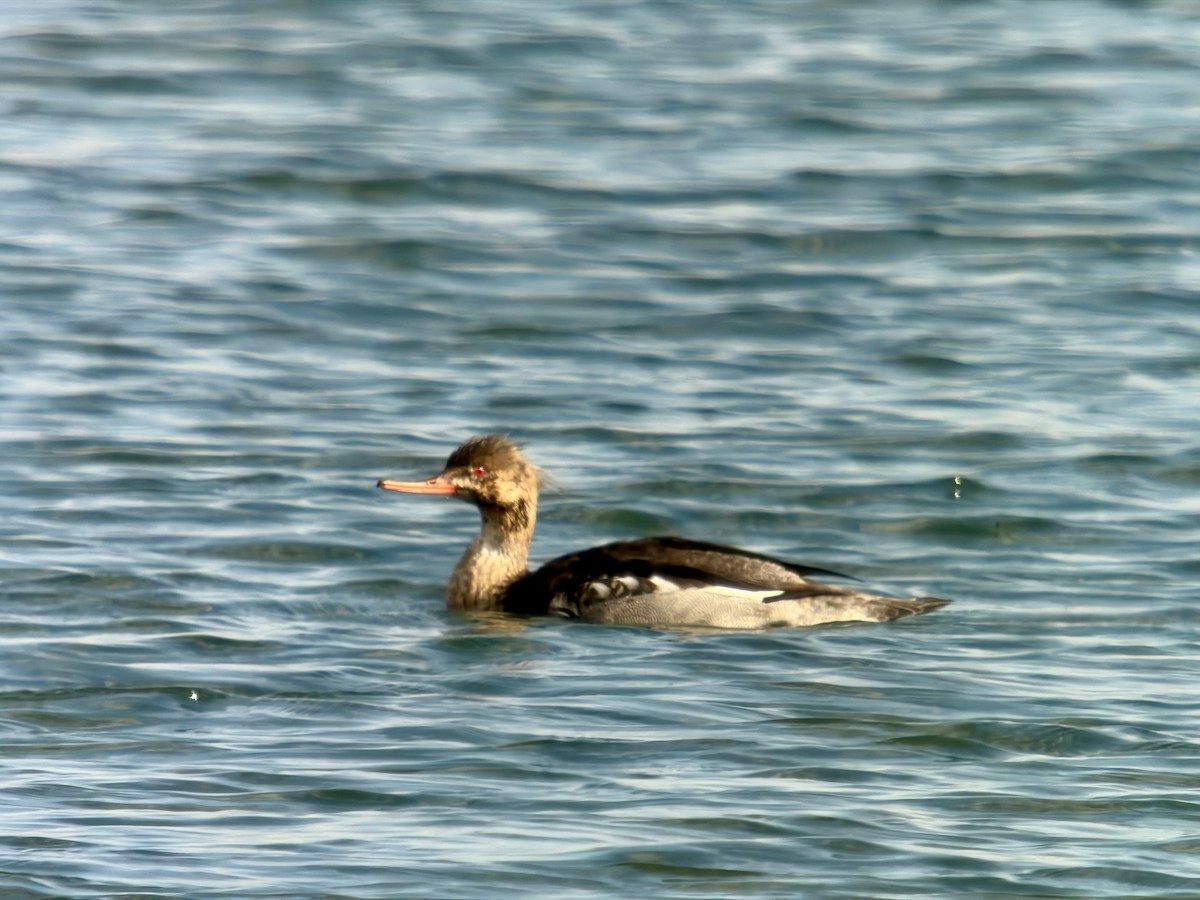 siland - ML646033936