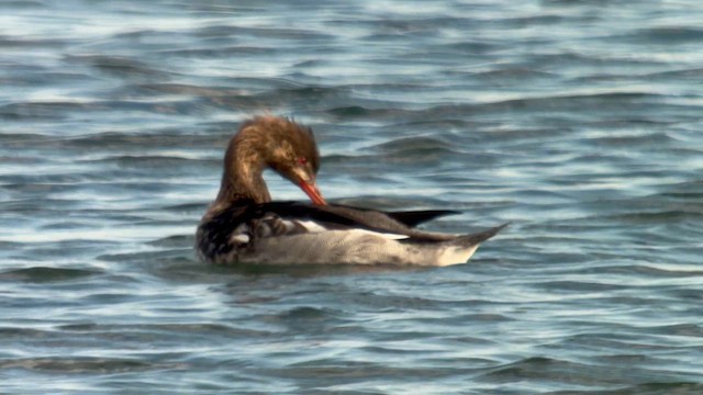 Tarakdiş - ML646033938