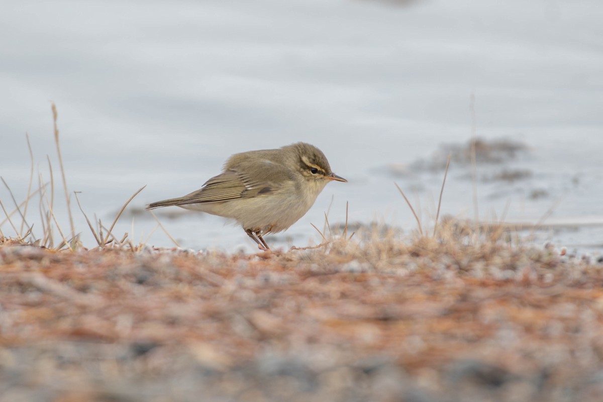 Luì boreale - ML646033944