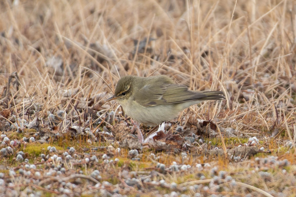 Luì boreale - ML646033945