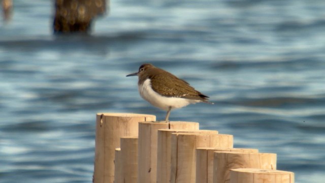 Dere Düdükçünü - ML646033952