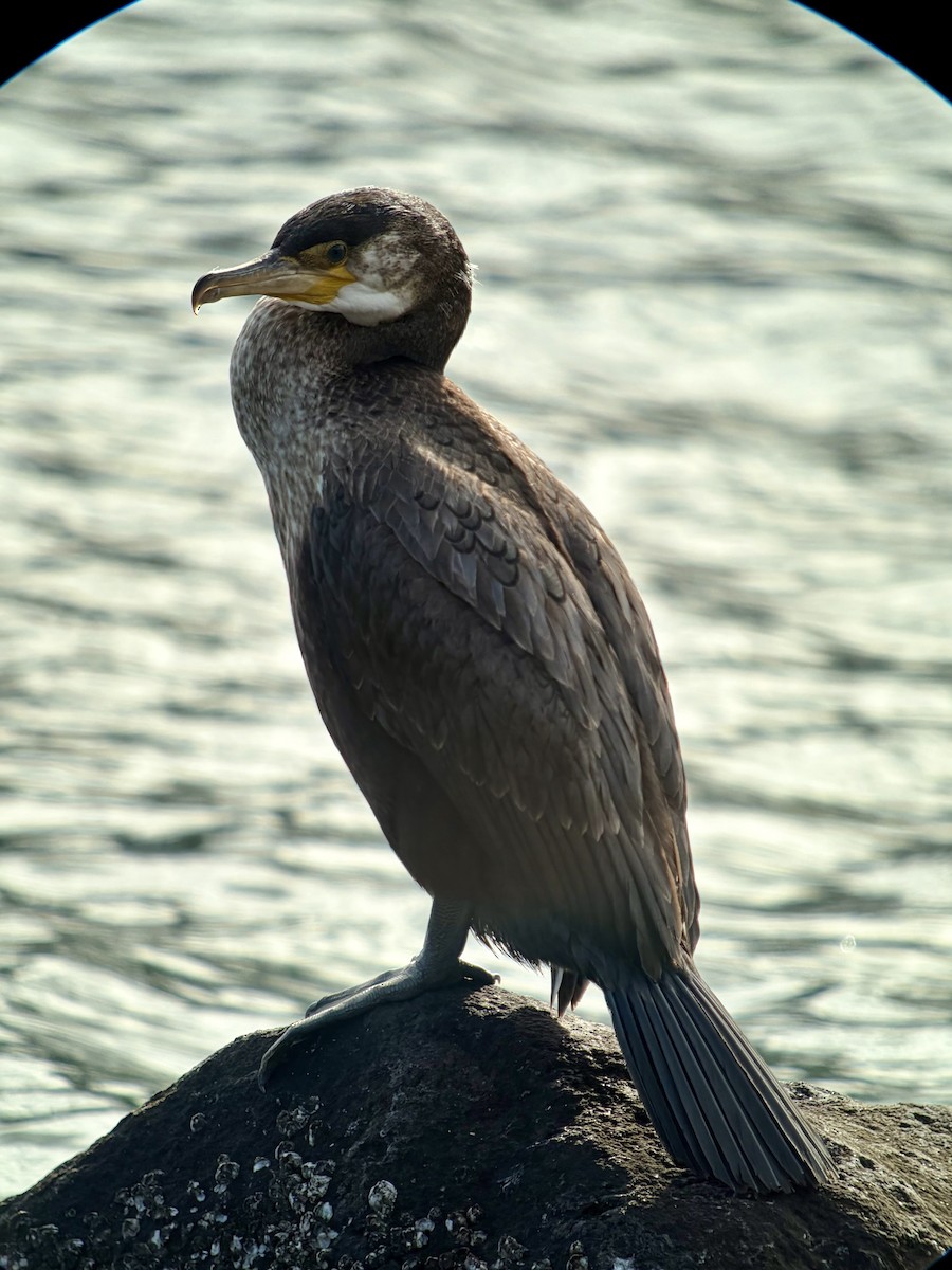 japanskarv - ML646033959