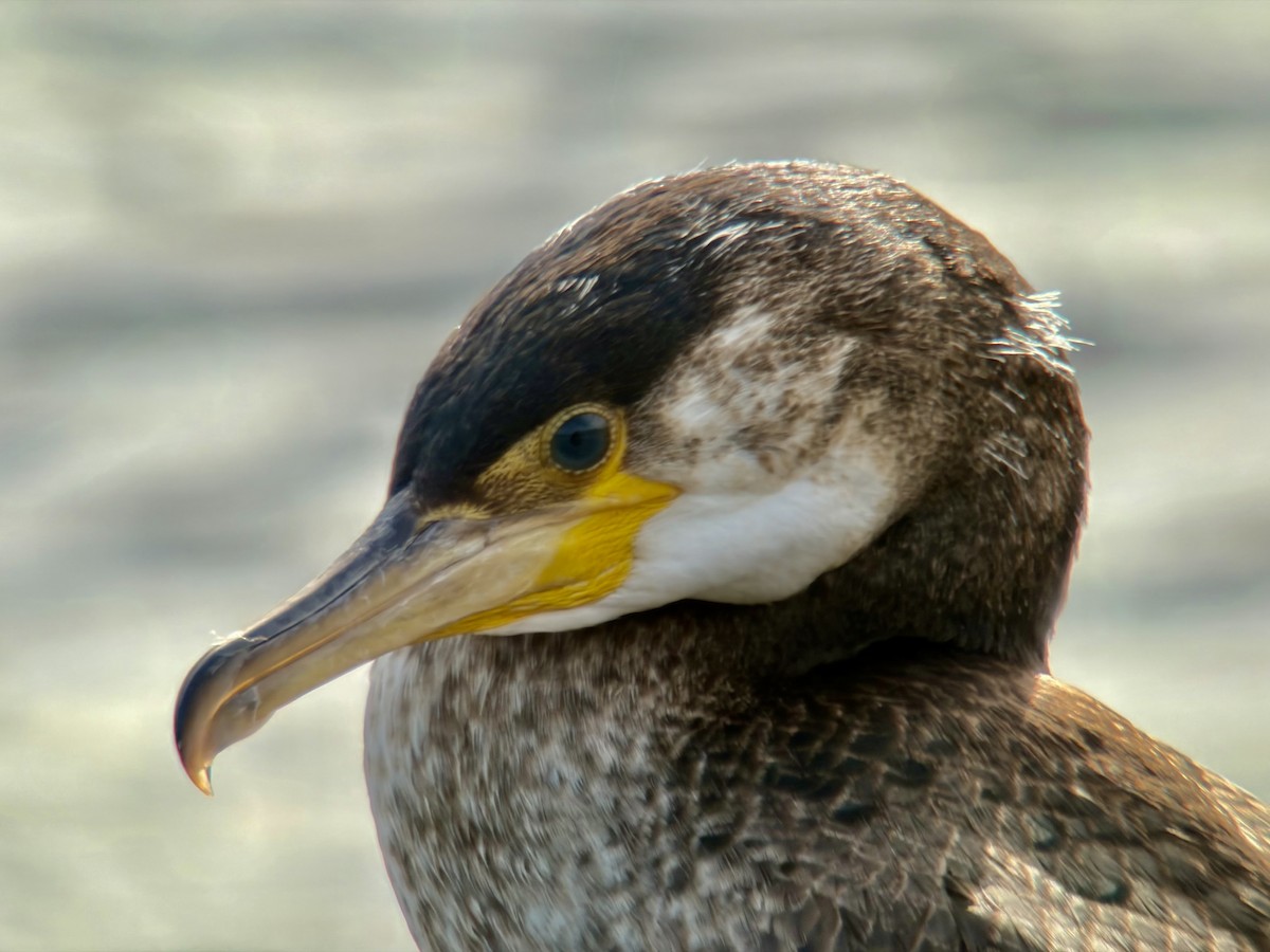 japanskarv - ML646033960