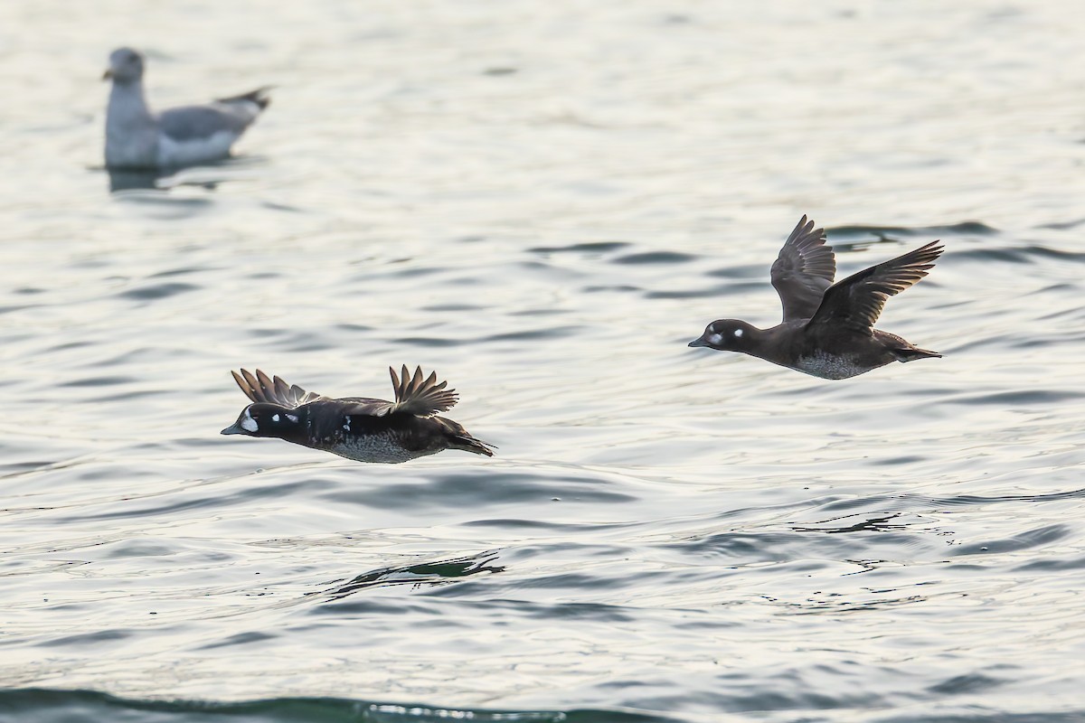 Ahate arlekina - ML646033965