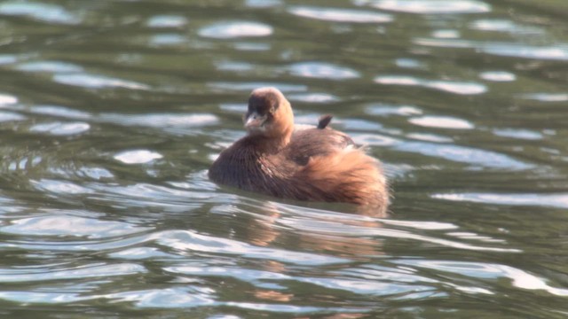 Küçük Batağan - ML646033969