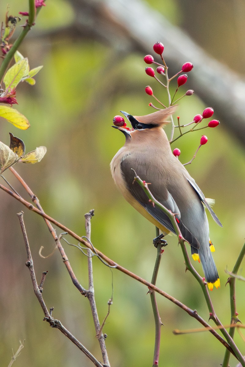 ציצנית אמריקנית - ML646033971