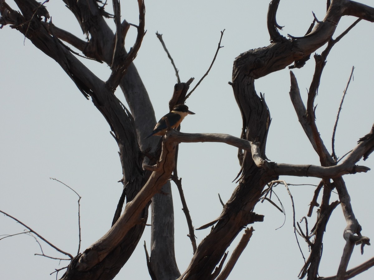 ヒジリショウビン - ML646033972