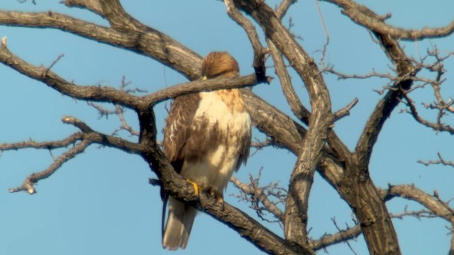 ノスリ - ML646033977