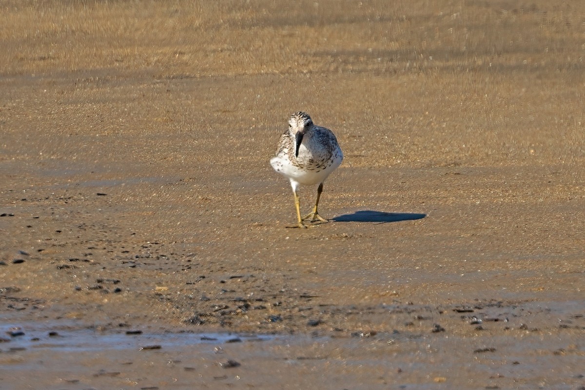 オバシギ - ML646033981