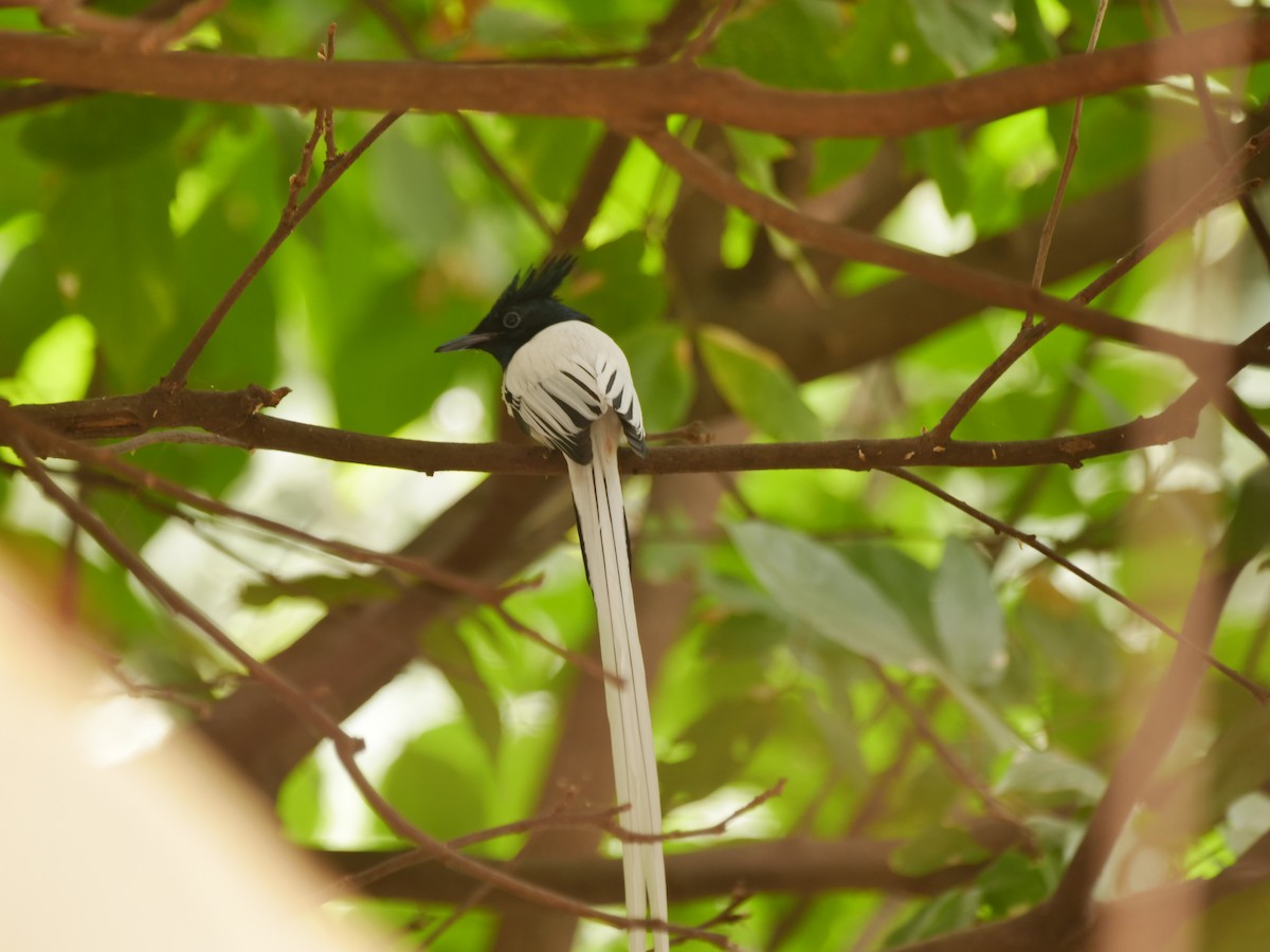 カワリサンコウチョウ - ML646033983