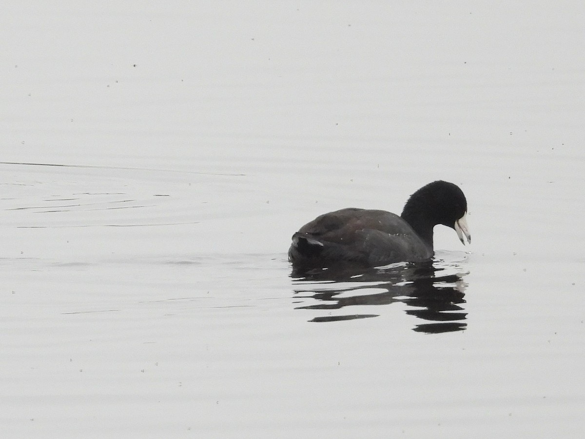 アメリカオオバン - ML646033985