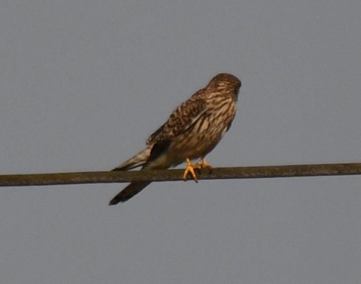 チョウゲンボウ - ML646033986