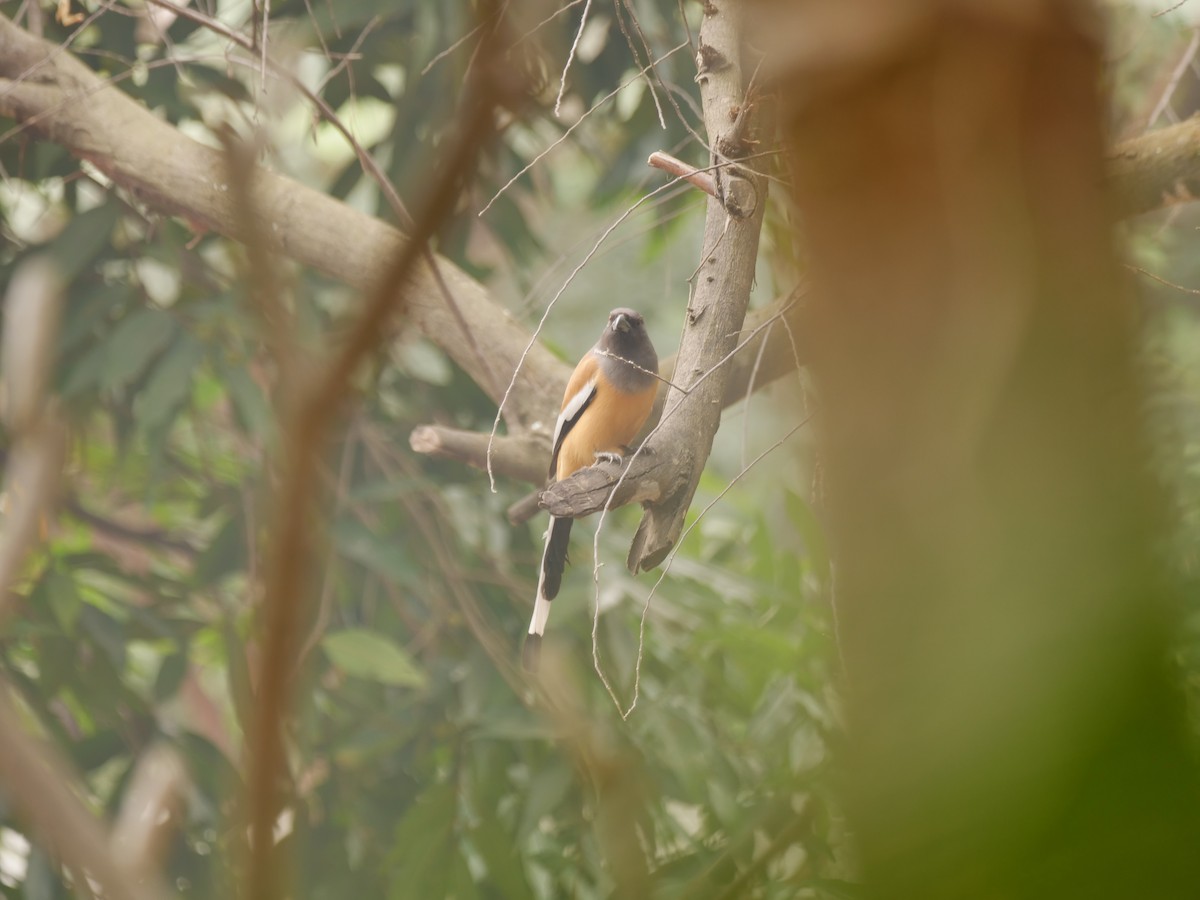 チャイロオナガ - ML646033990