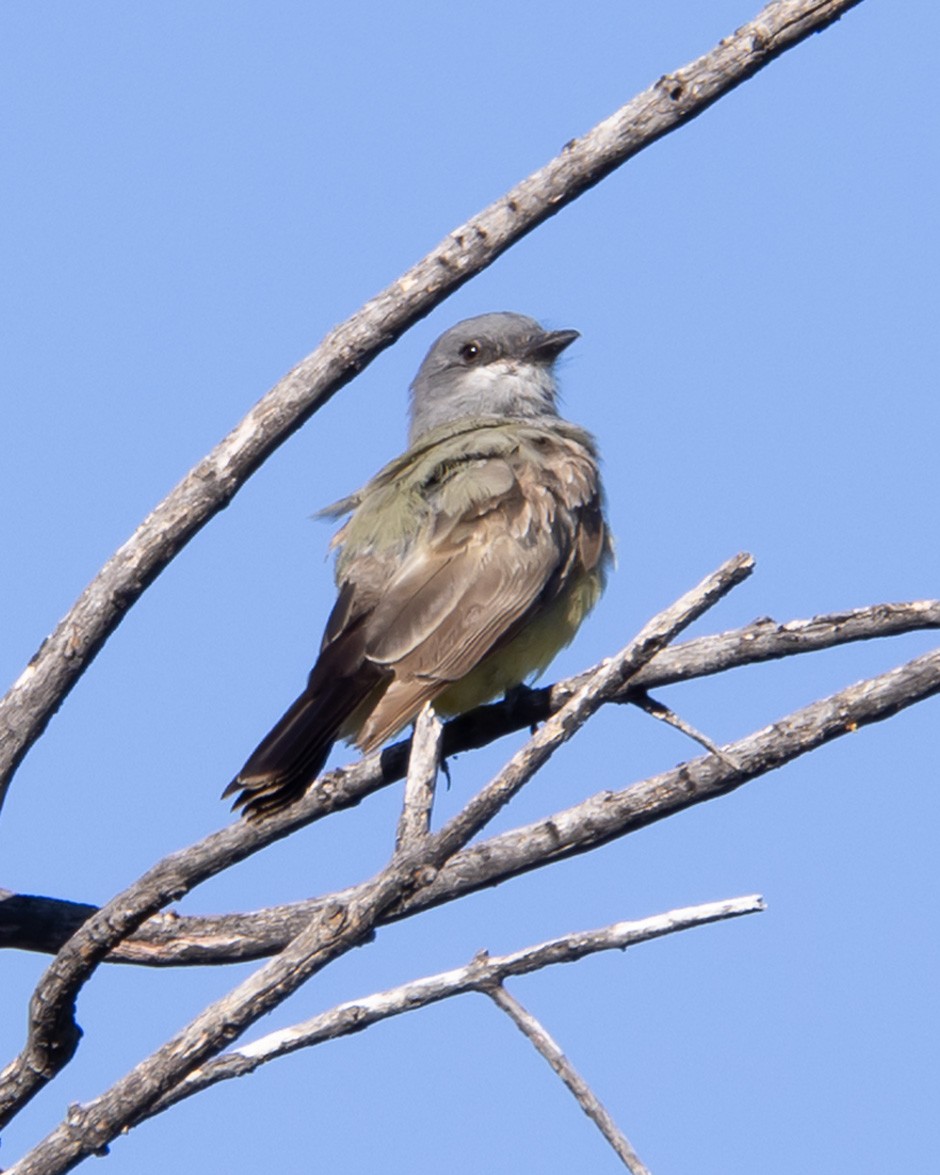 ハシボソタイランチョウ - ML646033991