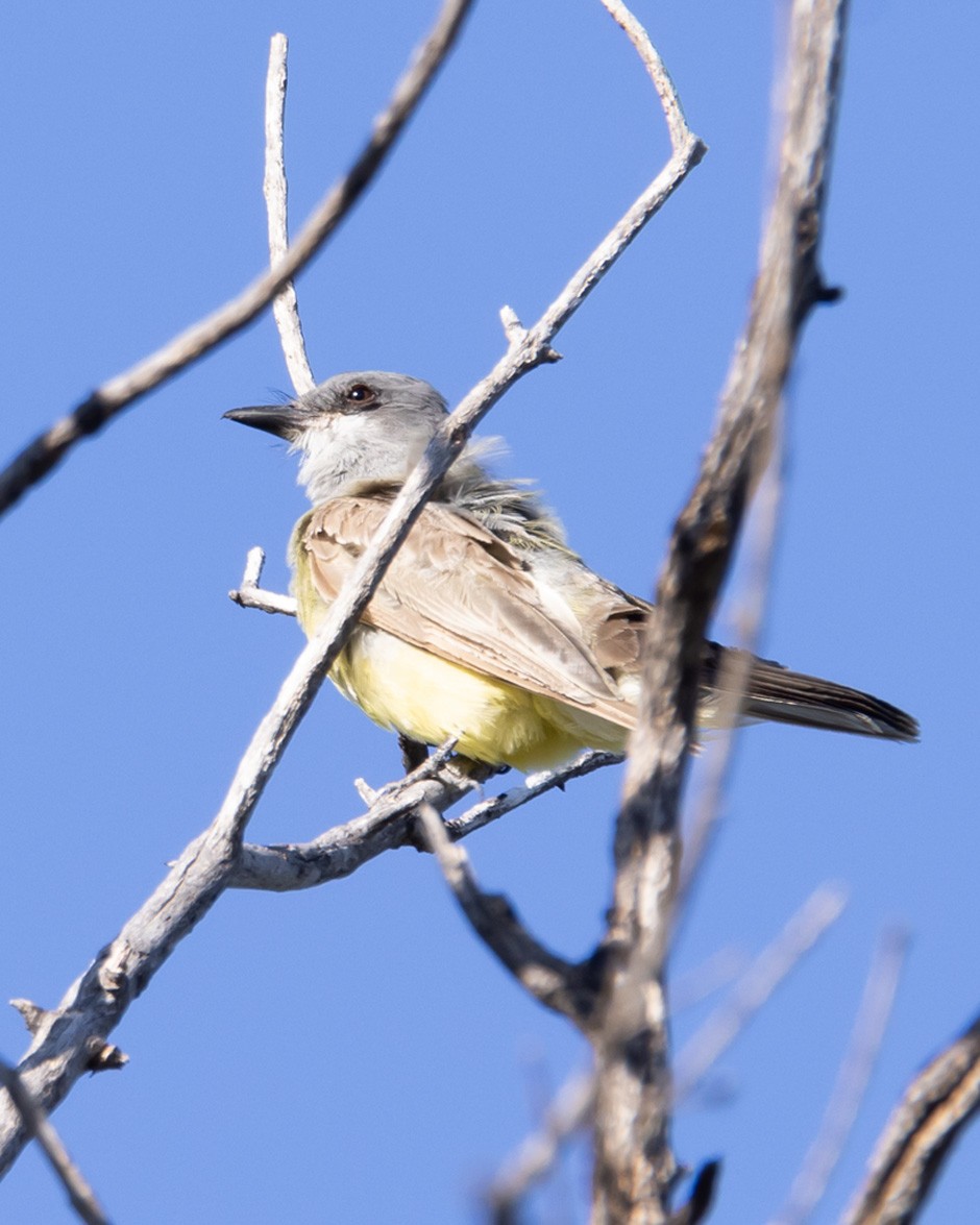ハシボソタイランチョウ - ML646033992