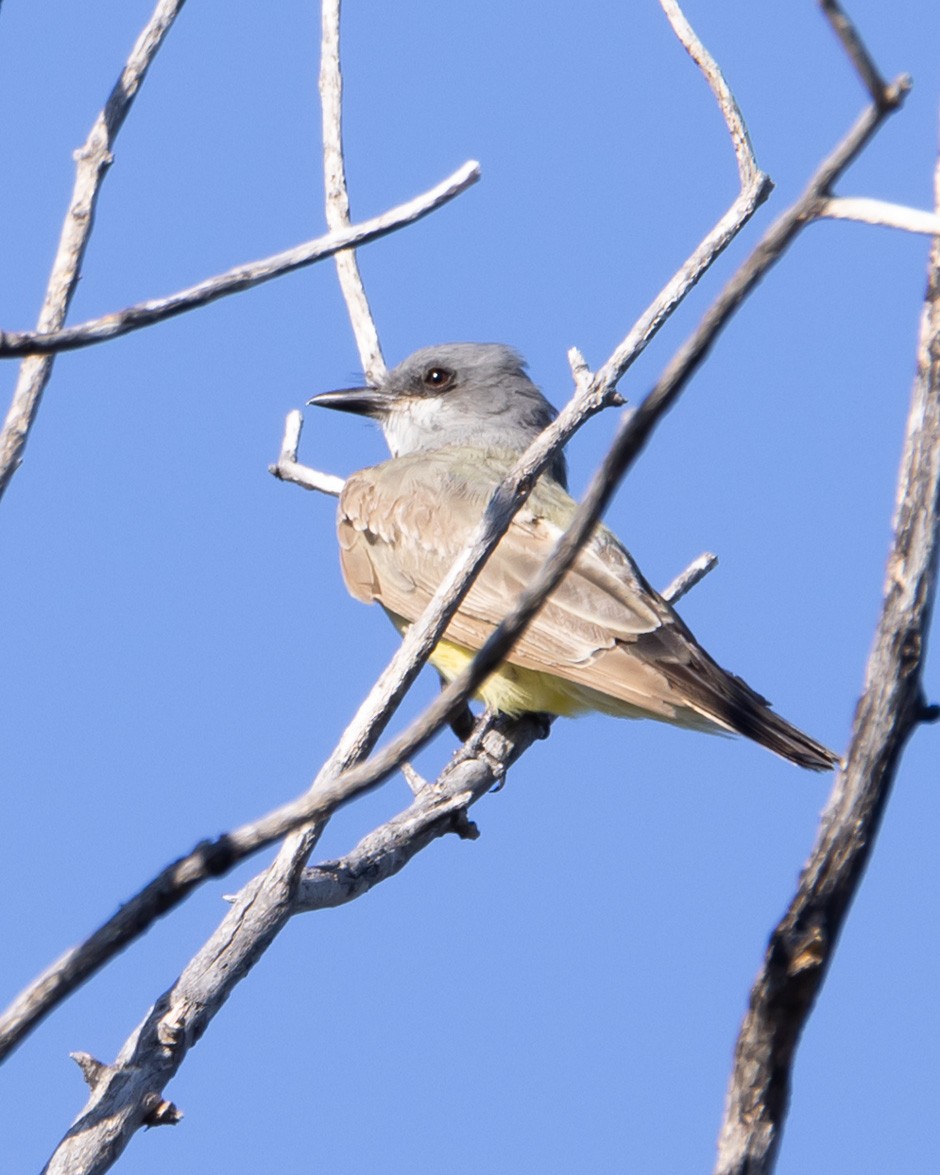 ハシボソタイランチョウ - ML646033993