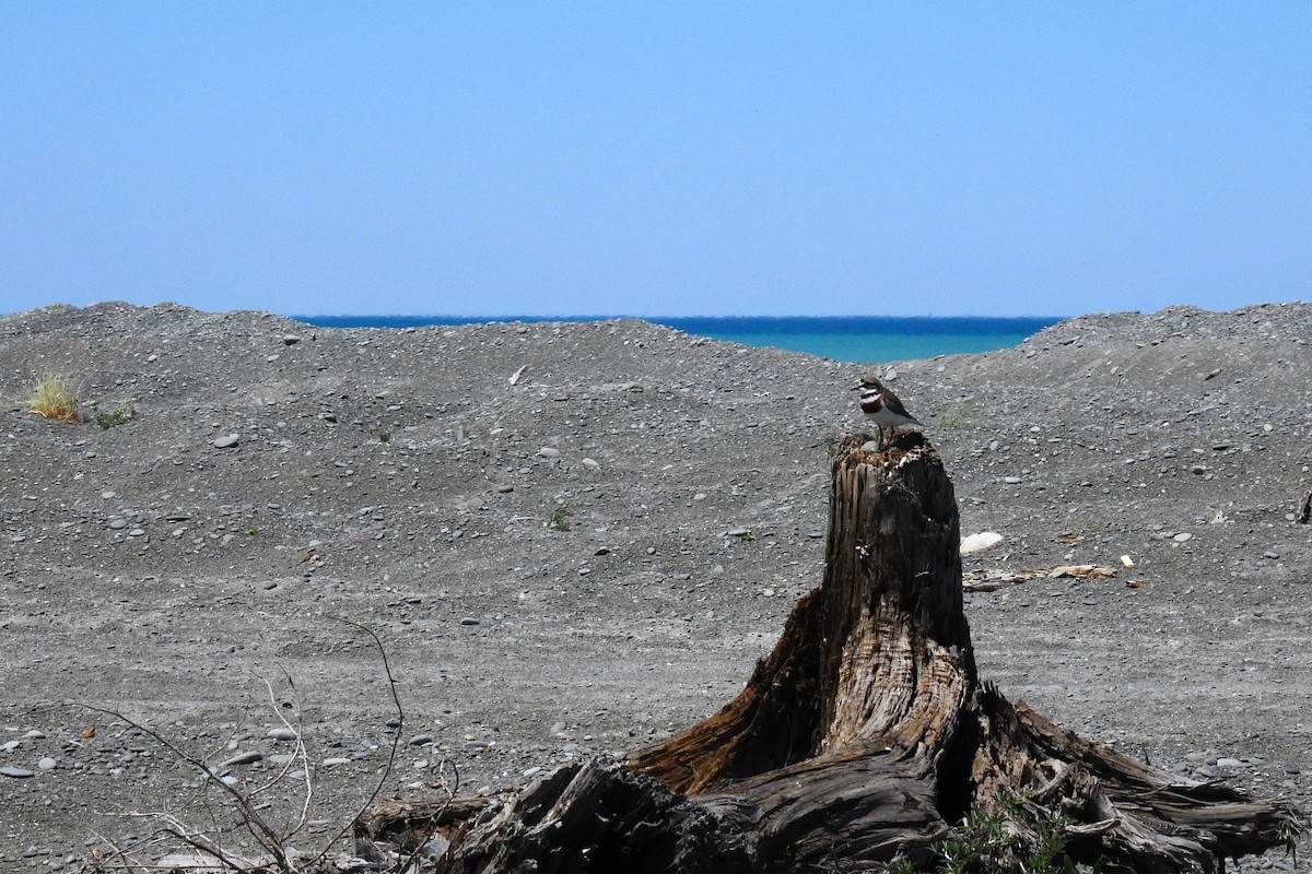 チャオビチドリ - ML646033994