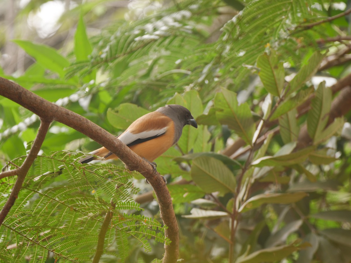 チャイロオナガ - ML646033996