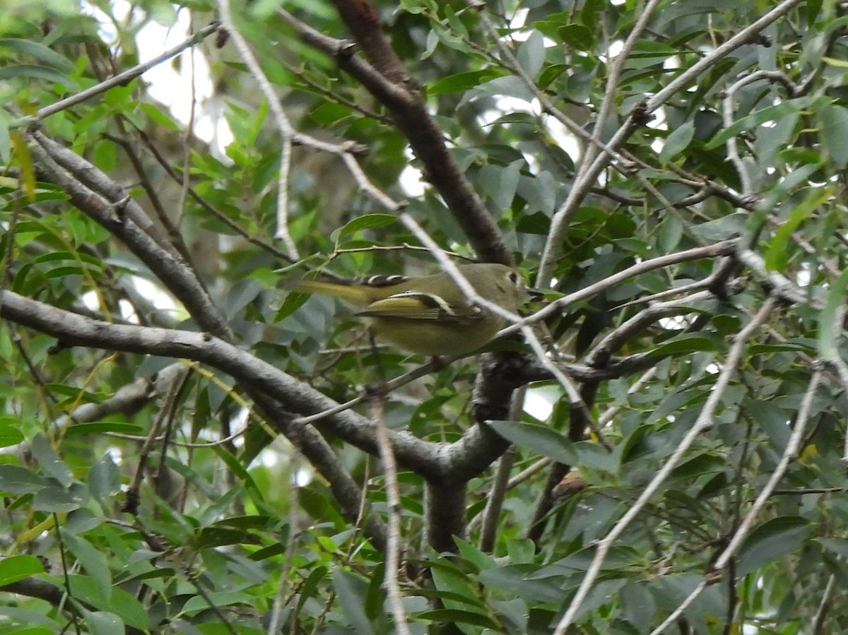 ルビーキクイタダキ - ML646033997