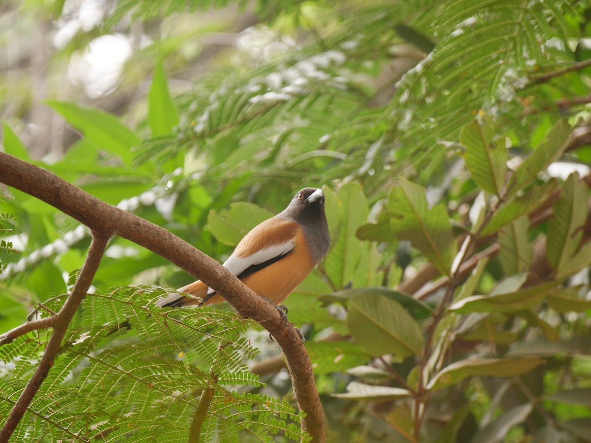 チャイロオナガ - ML646033998