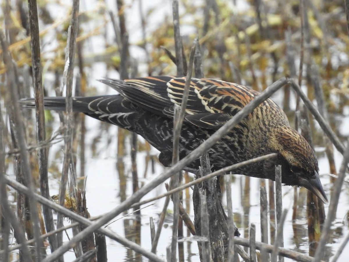 ハゴロモガラス - ML646034000