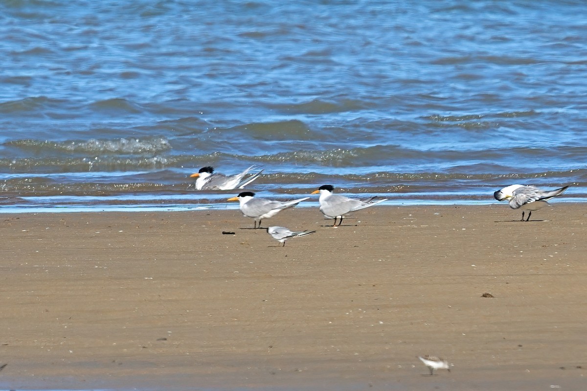 ベンガルアジサシ - ML646034001