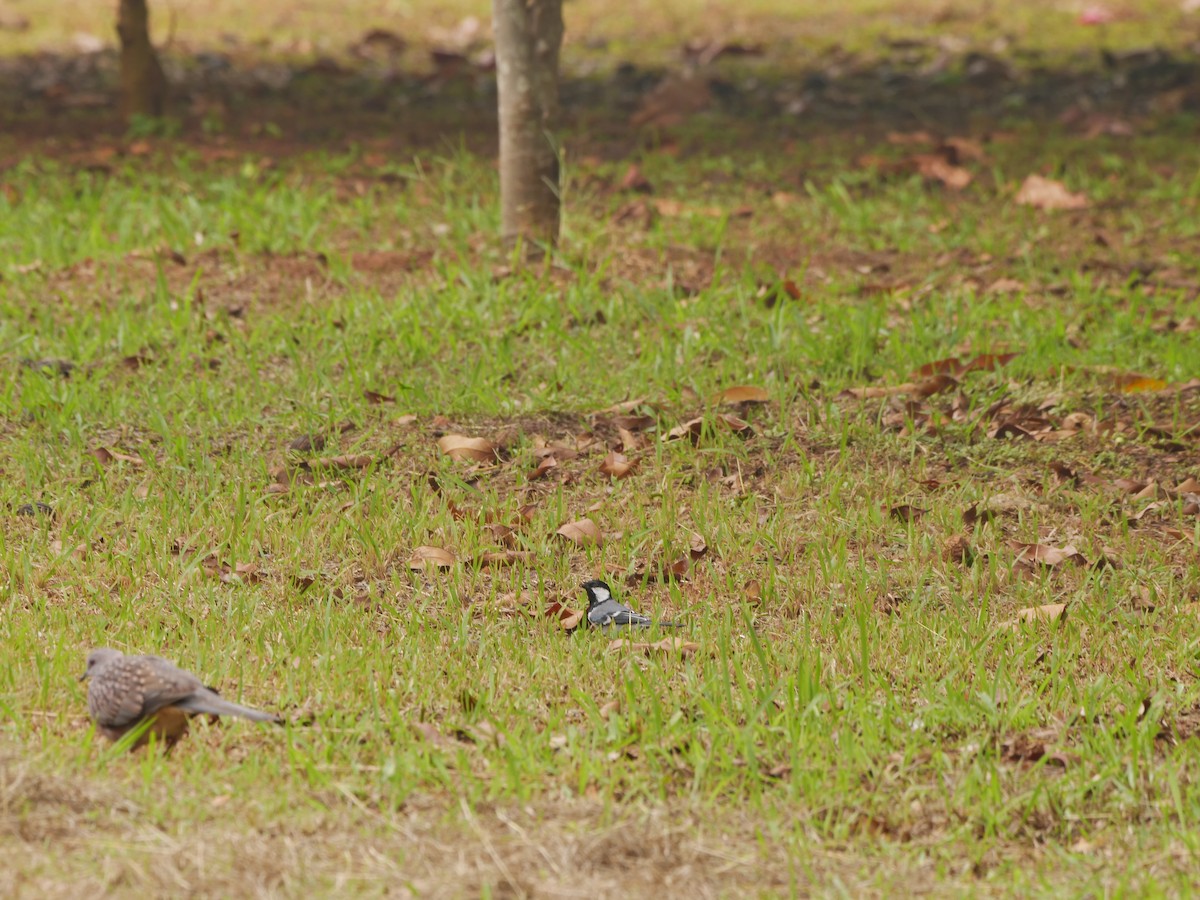 シジュウカラ - ML646034002