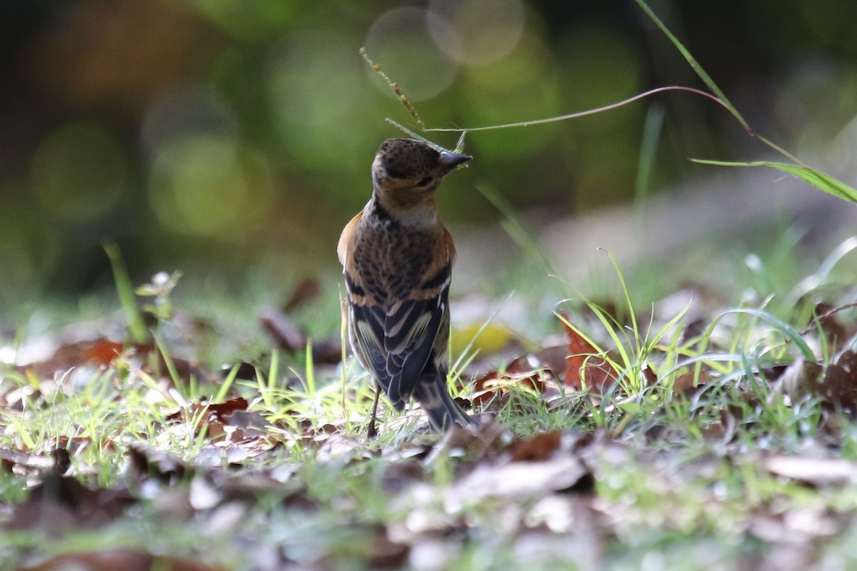 アトリ - ML646034004