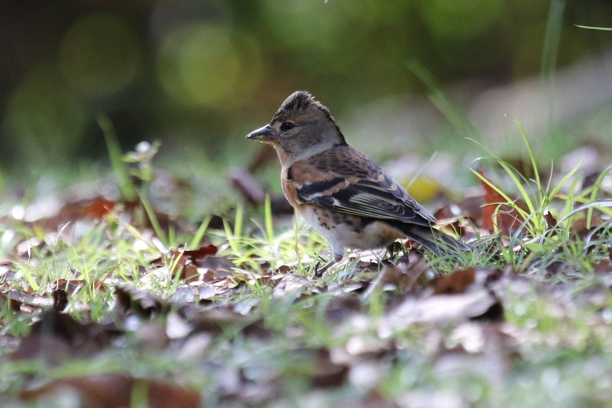 アトリ - ML646034005