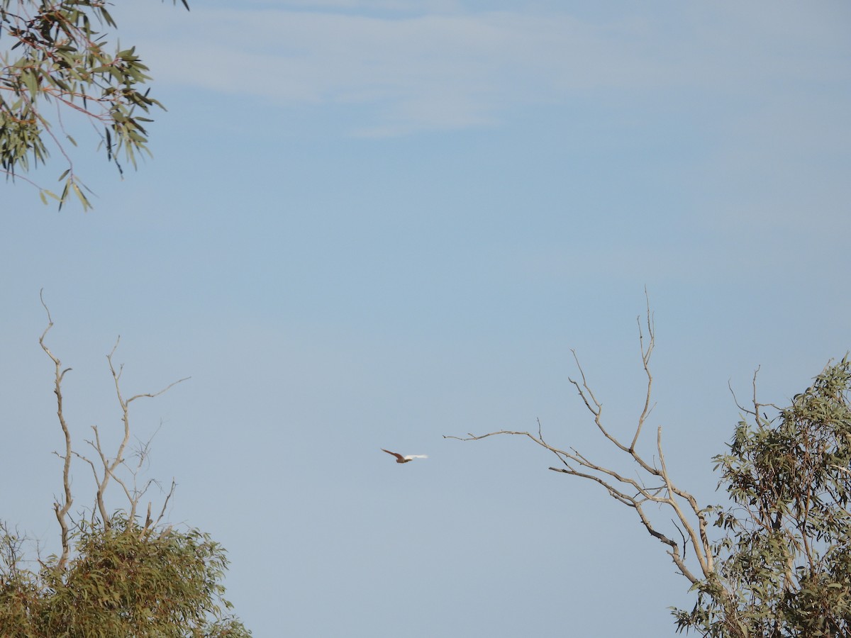 クルマサカオウム - ML646034006