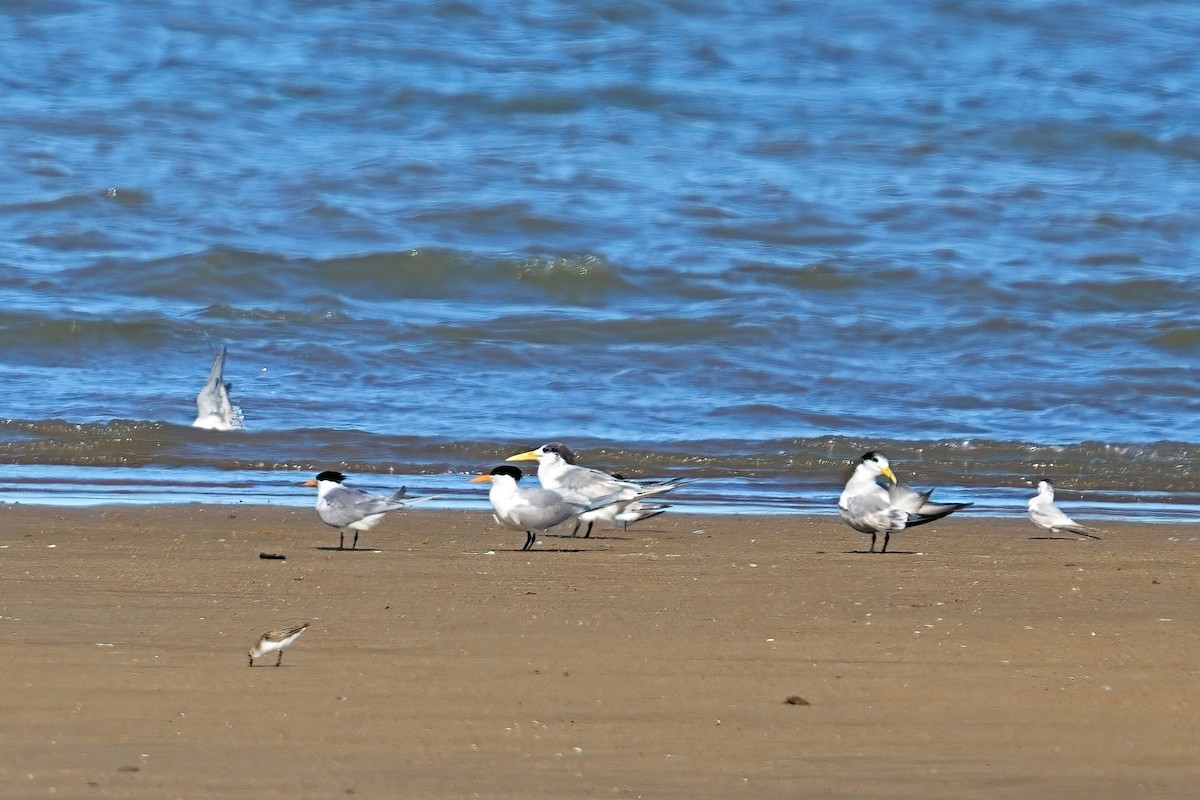 オオアジサシ - ML646034010