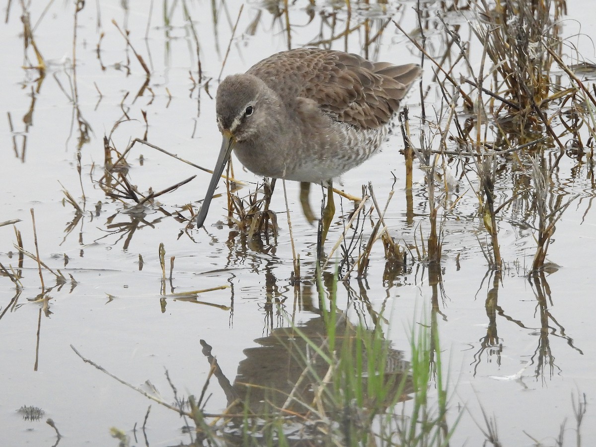 オオハシシギ - ML646034014