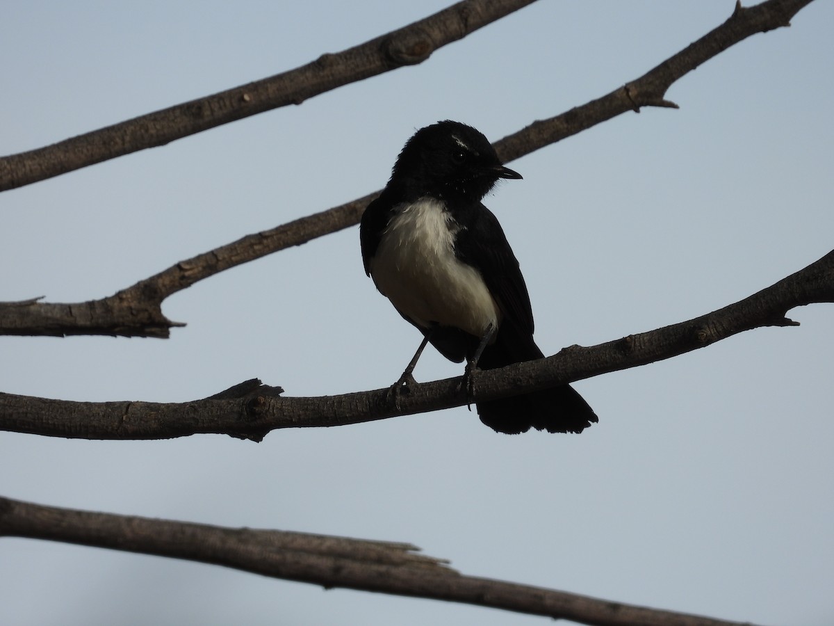 ヨコフリオウギビタキ - ML646034016