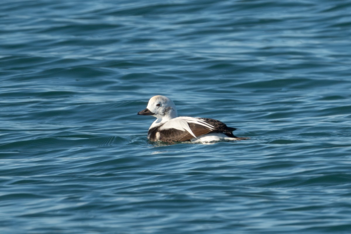 コオリガモ - ML646034019