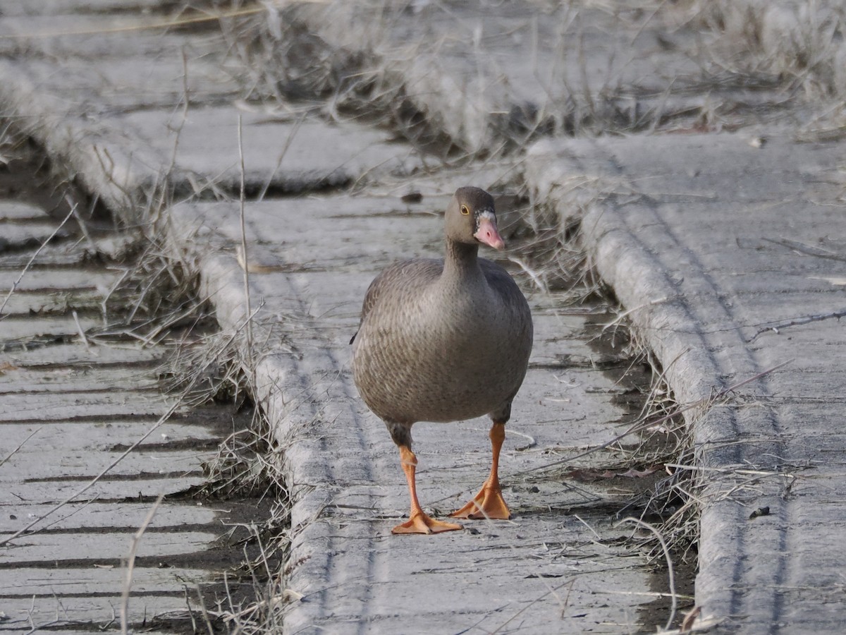 Lesser White-fronted Goose - ML646034020
