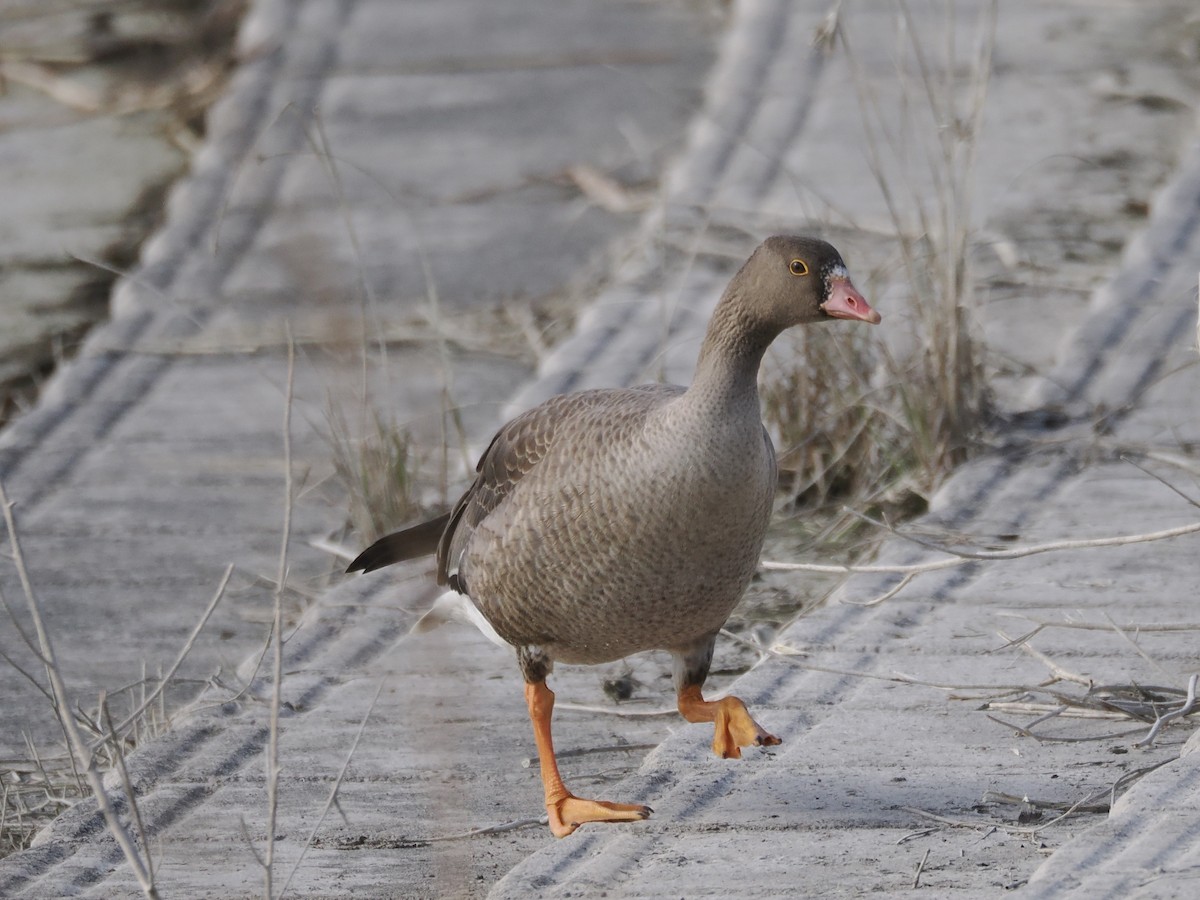 Lesser White-fronted Goose - ML646034021