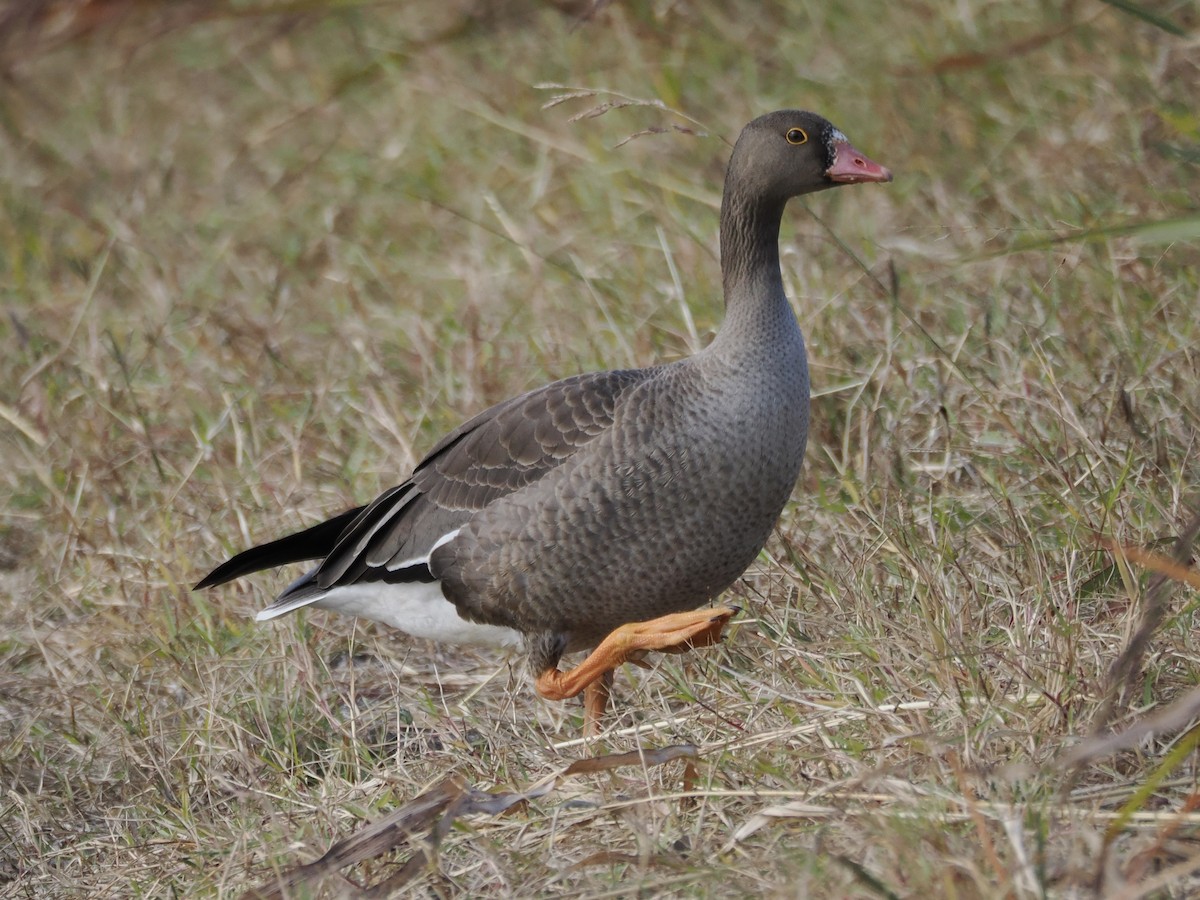 Lesser White-fronted Goose - ML646034022